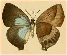 Image of Amblypodia annetta Staudinger (1888)