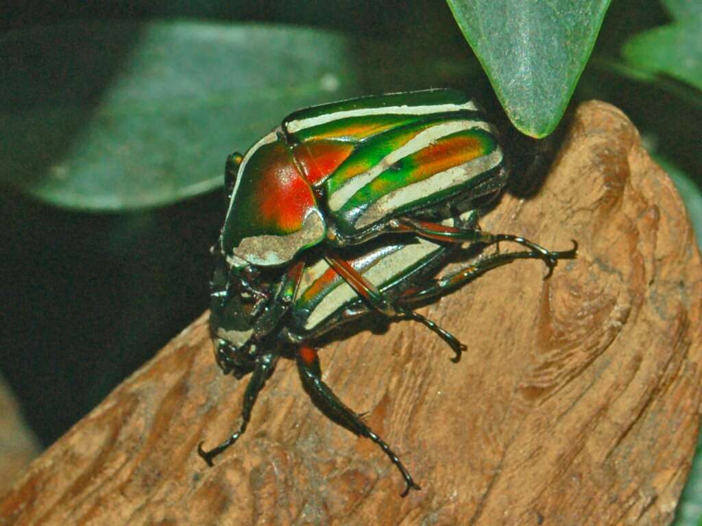 Image of Dicronorhina derbyana