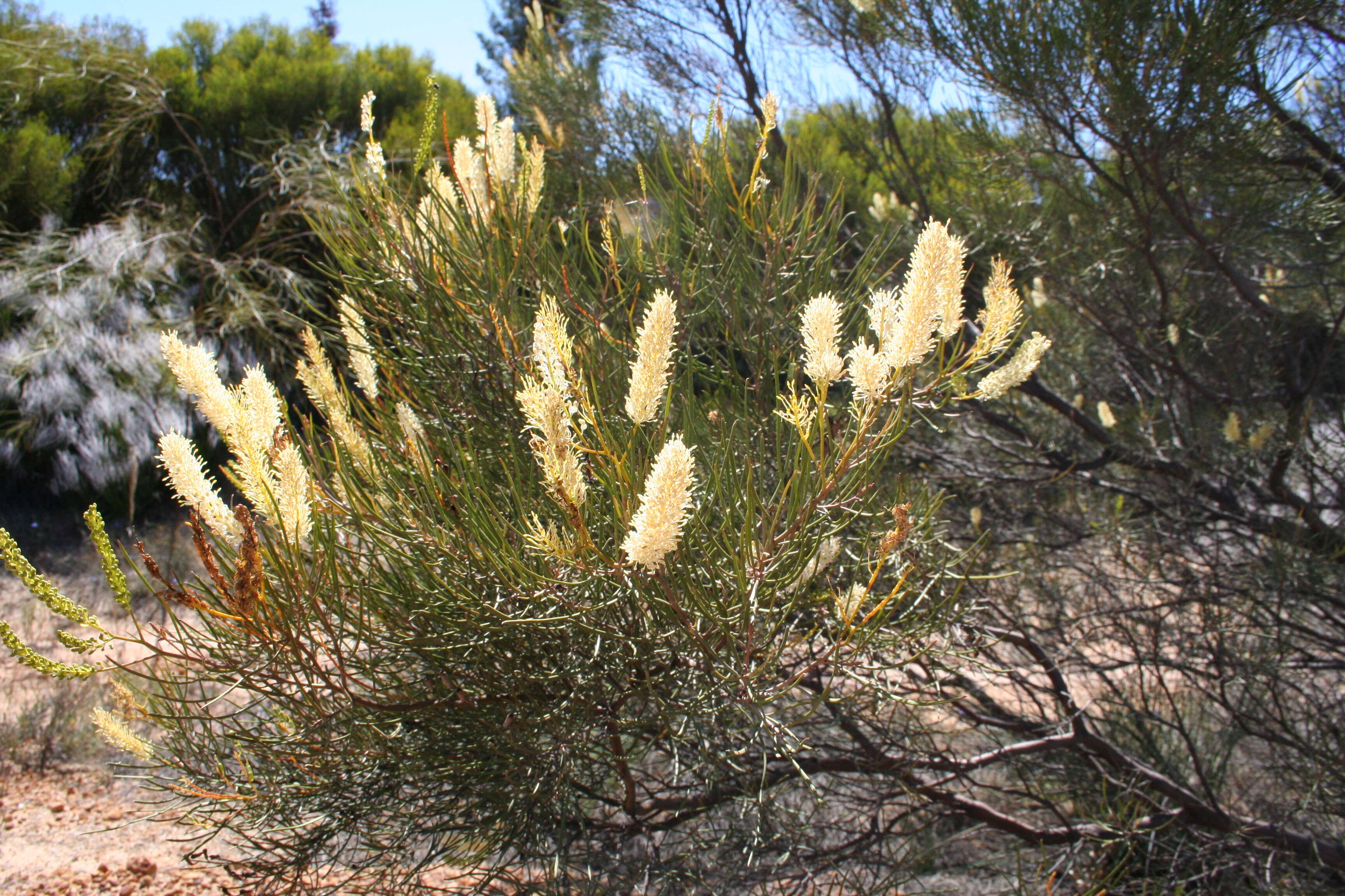 Image of Grevillea biformis Meissn.