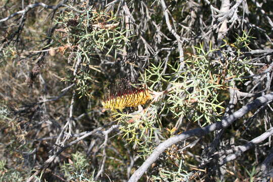 Image of Grevillea armigera Meissn.