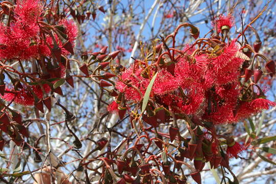 Image de Eucalyptus erythronema Turcz.