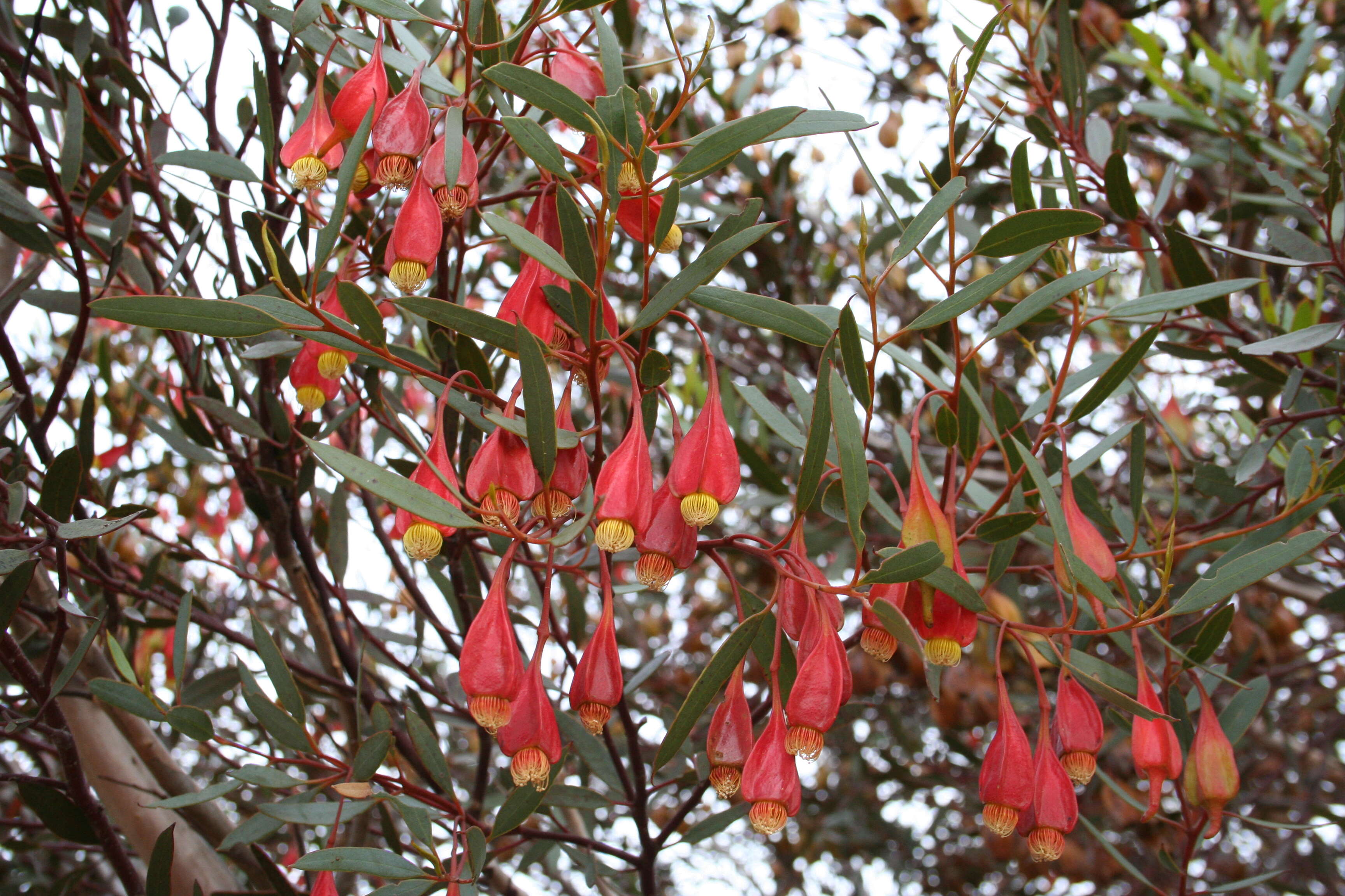 Imagem de Eucalyptus forrestiana Diels