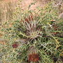 Image of Banksia erythrocephala (C. A. Gardner) A. R. Mast & K. R. Thiele