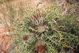 Image of Banksia erythrocephala (C. A. Gardner) A. R. Mast & K. R. Thiele