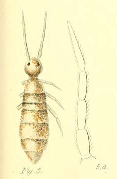 Image of Heteromurus nitidus (Templeton & R ex Templeton, R, Westwood & JO 1836)