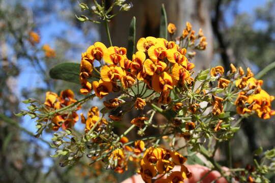 Imagem de Daviesia corymbosa Sm.