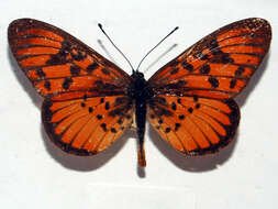 صورة Acraea petraea Boisduval 1847