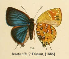 Iraota distanti resmi