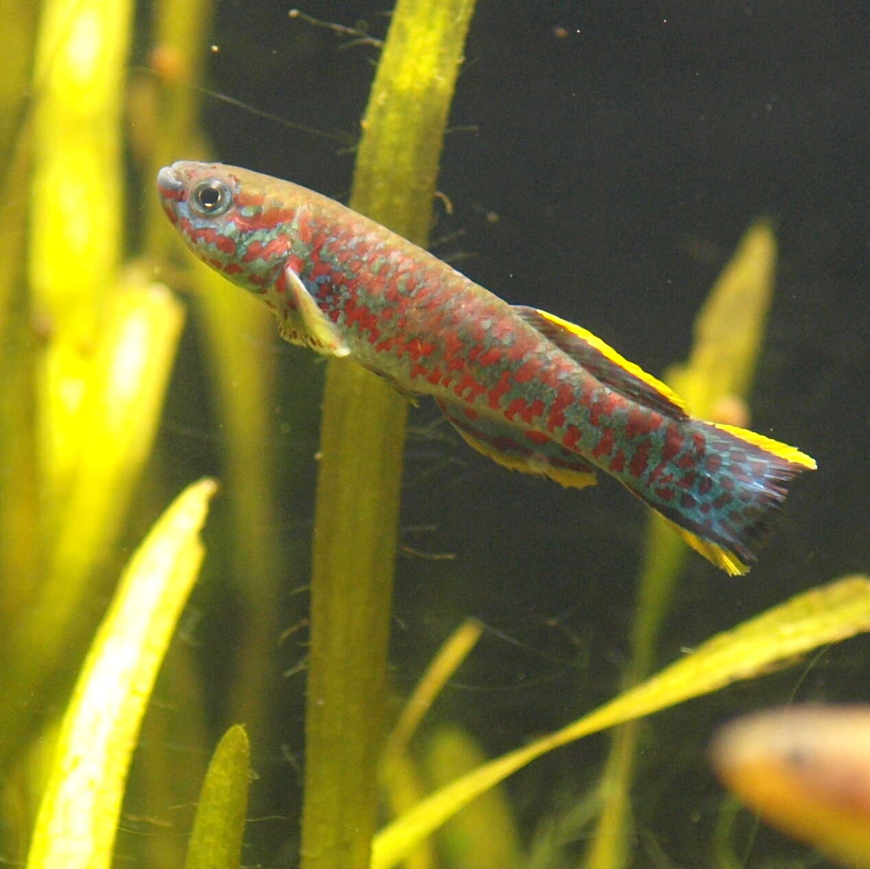 Image of Profundulus guatemalensis (Günther 1866)