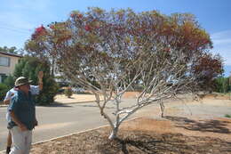 Image de Eucalyptus erythronema Turcz.