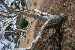 Image de Eucalyptus erythronema Turcz.