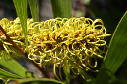 Image of pincushion tree