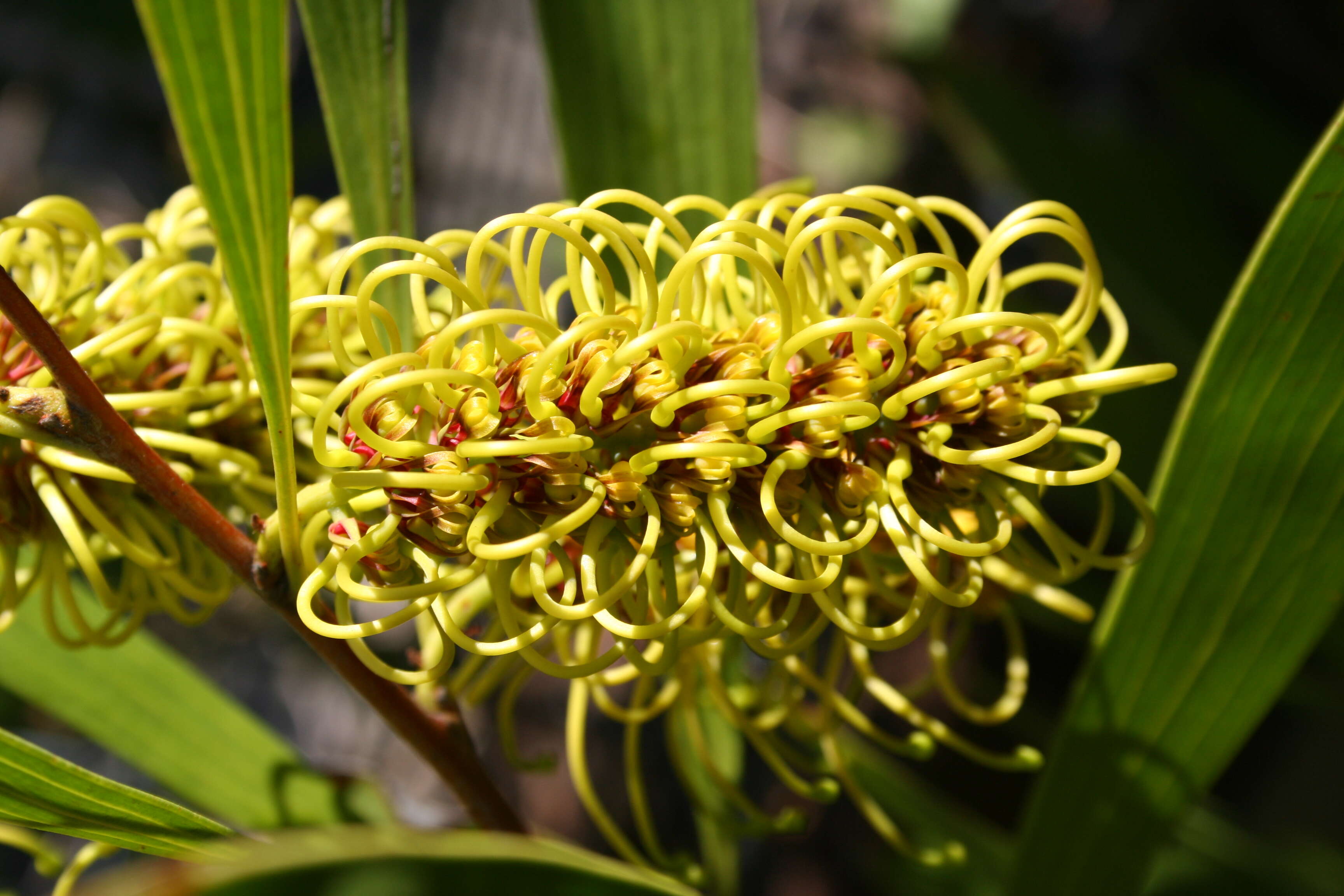 Image of pincushion tree