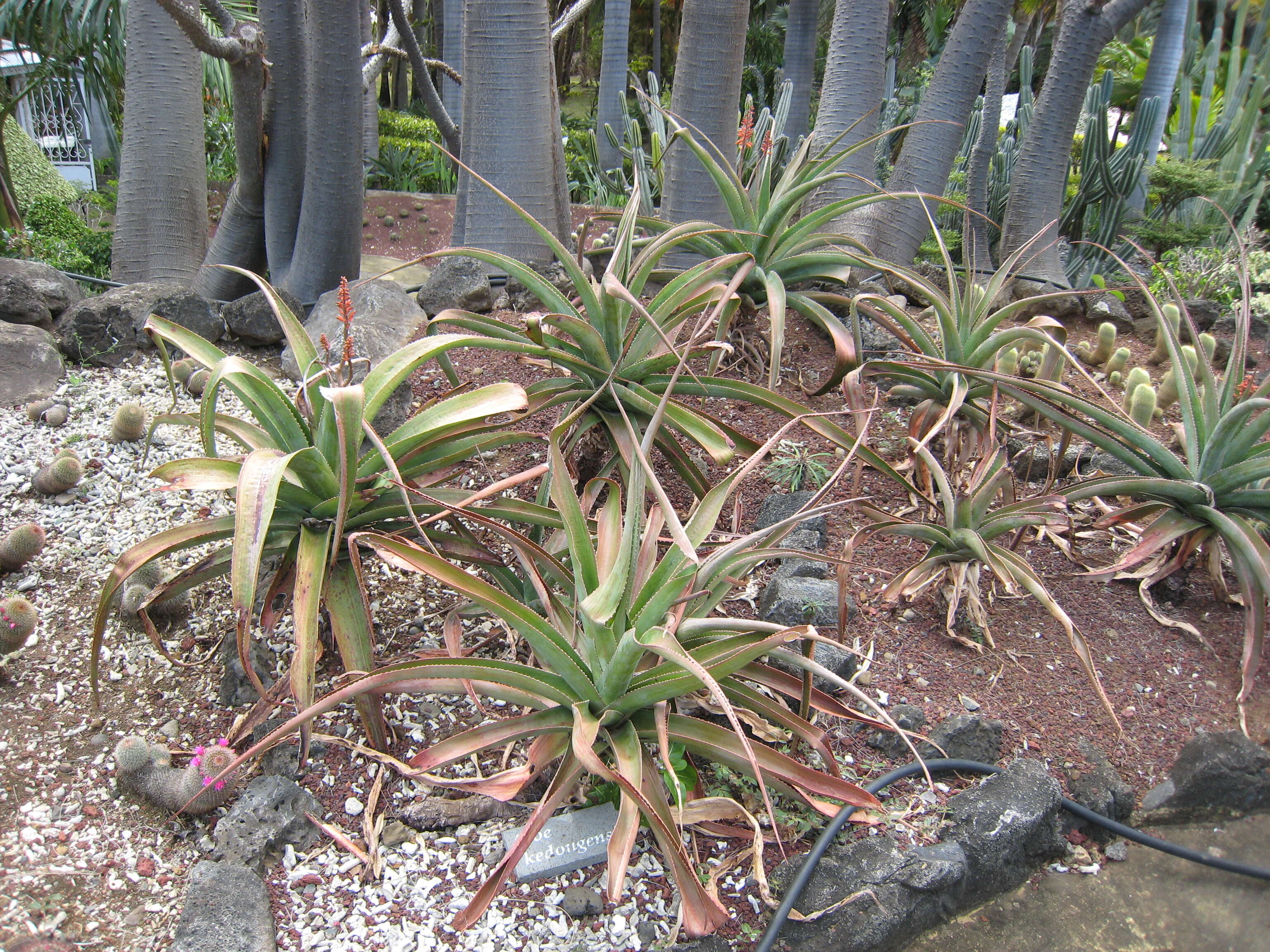 Aloe kedongensis Reynolds resmi