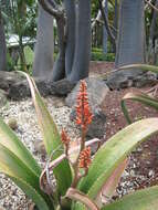 Aloe kedongensis Reynolds resmi