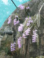 Image of Unscented Dendrobium