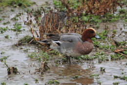 Image of Eurasian Wigeon