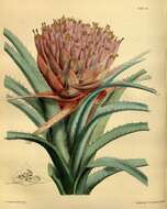 Image of Ochagavia carnea (Beer) L. B. Sm. & Looser