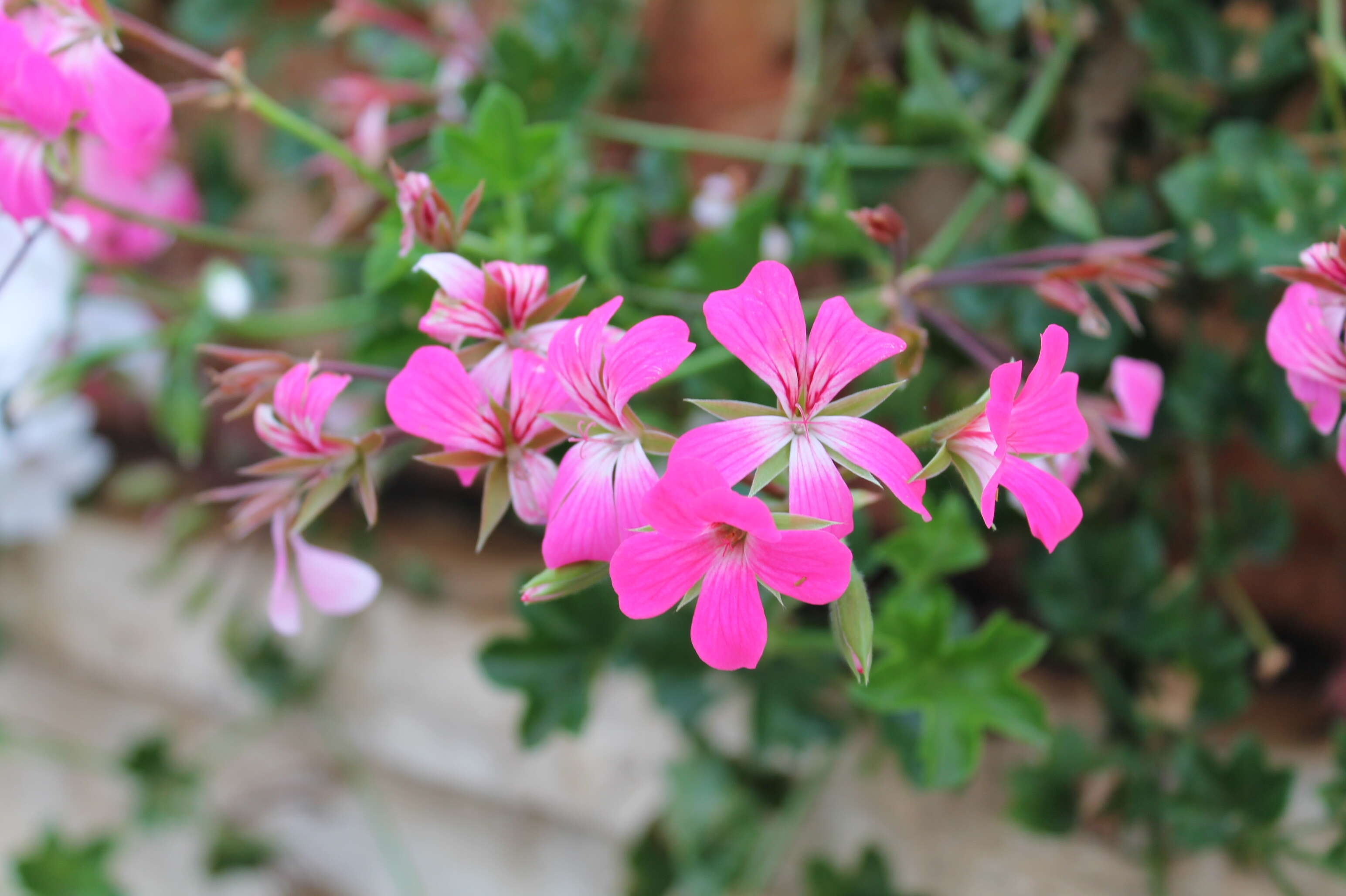 Image of Peltated Geranium