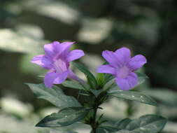 Image de Barleria siamensis Craib