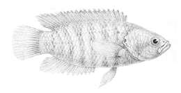 Image of Dwarf Climbing Perch