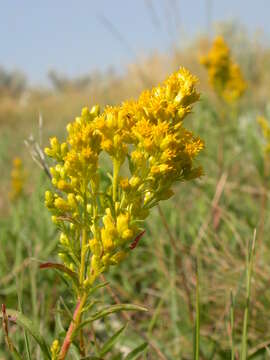 Image of Missouri goldenrod