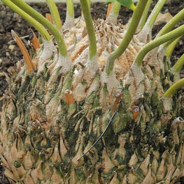 Image of Waterberg Cycad