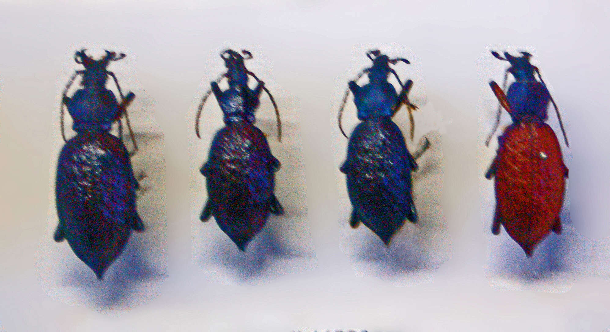 Image of Carabus (Coptolabrus) lafossei Feisthamel 1845