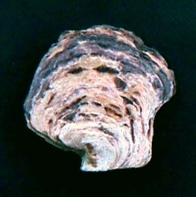 Image of flat tree-oyster