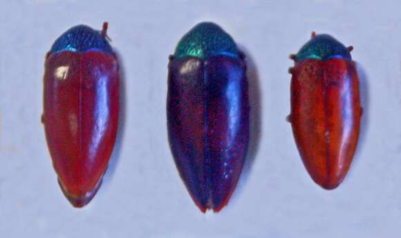 صورة Sternocera chrysis (Fabricius 1775)