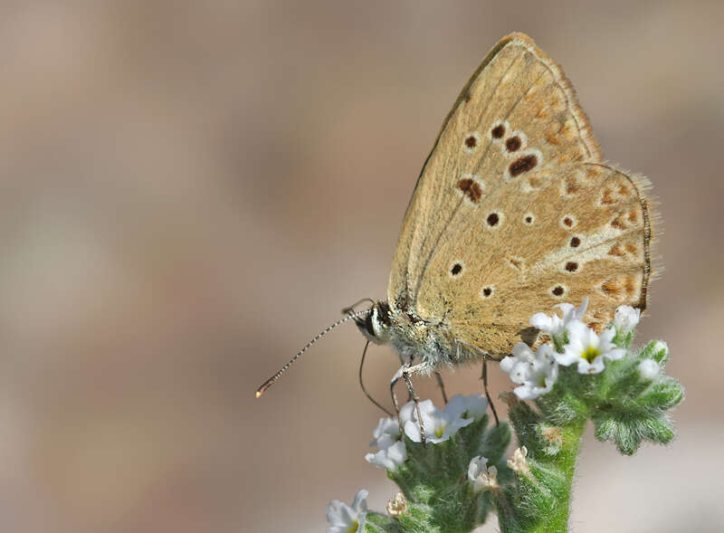 Image of Polyommatus admetus (Esper (1783))