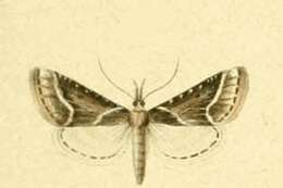 Image of Stemmatophora