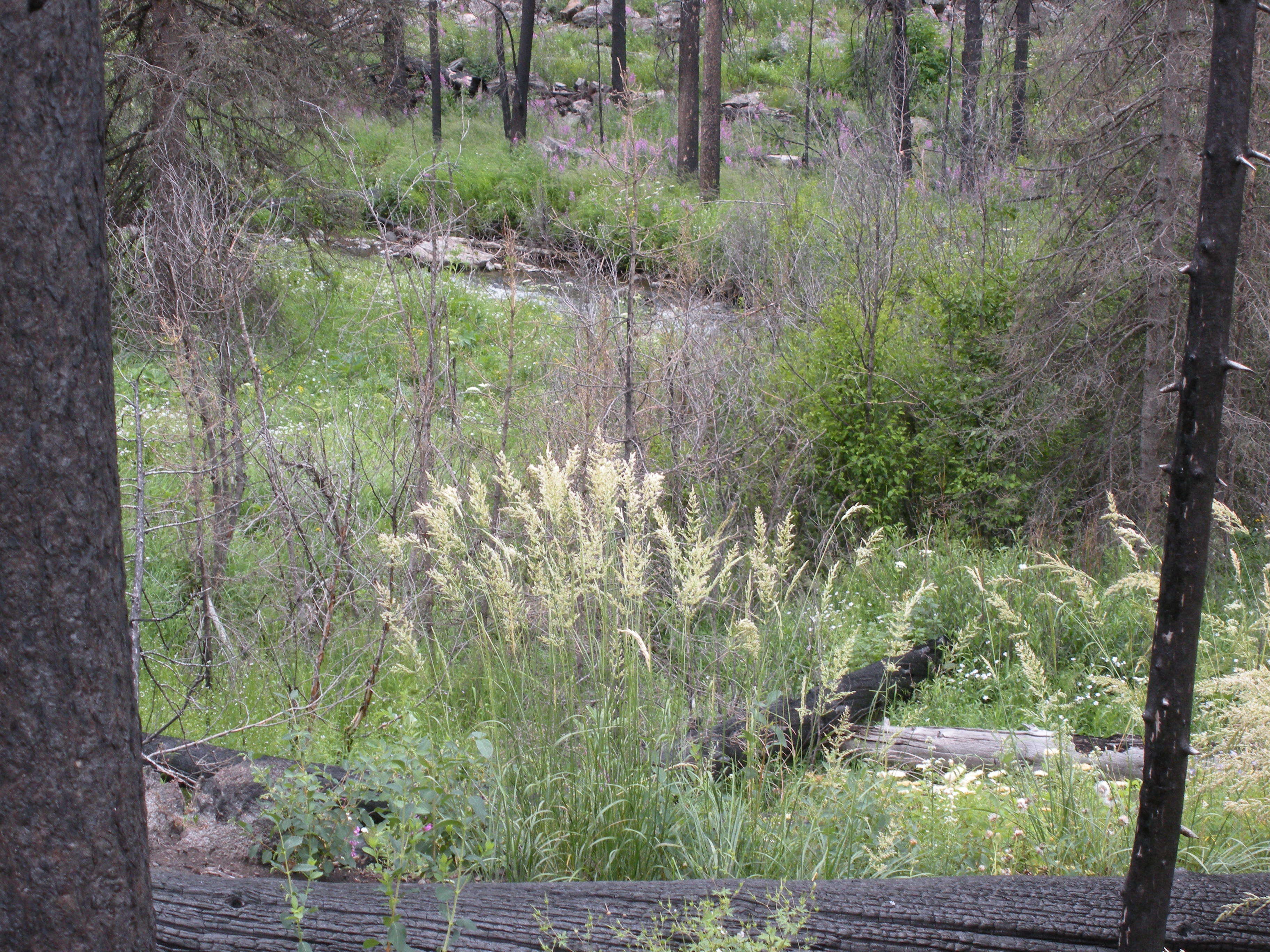 Image of pinegrass