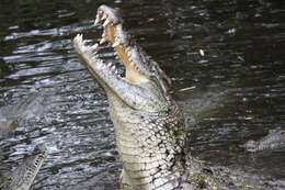 Image of Nile crocodile