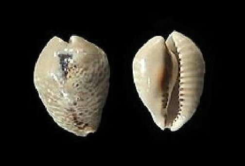 Image of mouse cowry