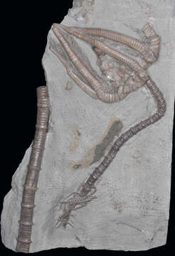 Image of Agaricocrinus americanus