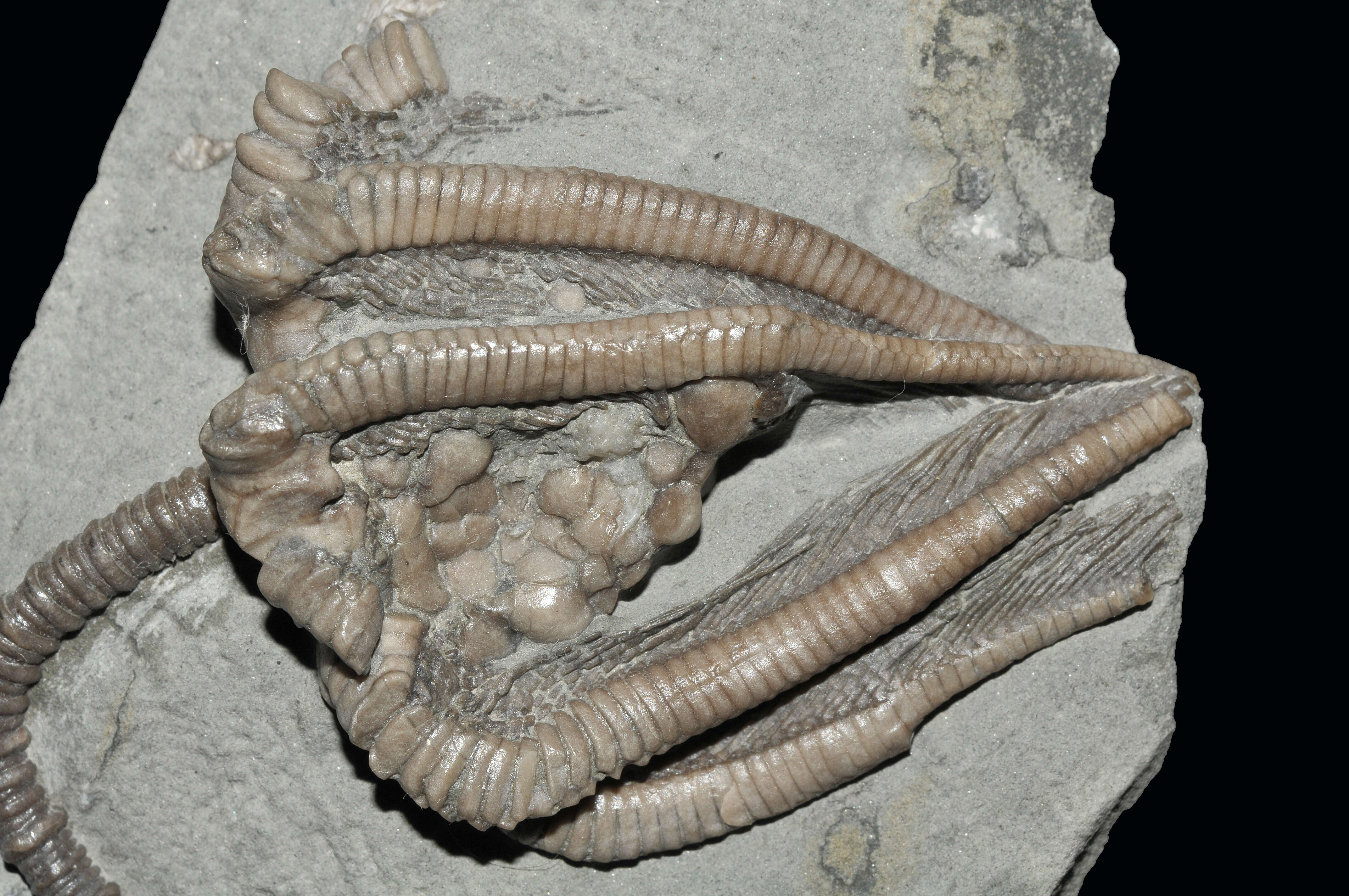 Image of Agaricocrinus americanus