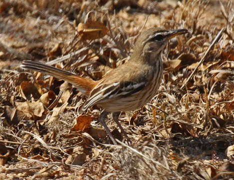 Image of White-browed Scrub Robin