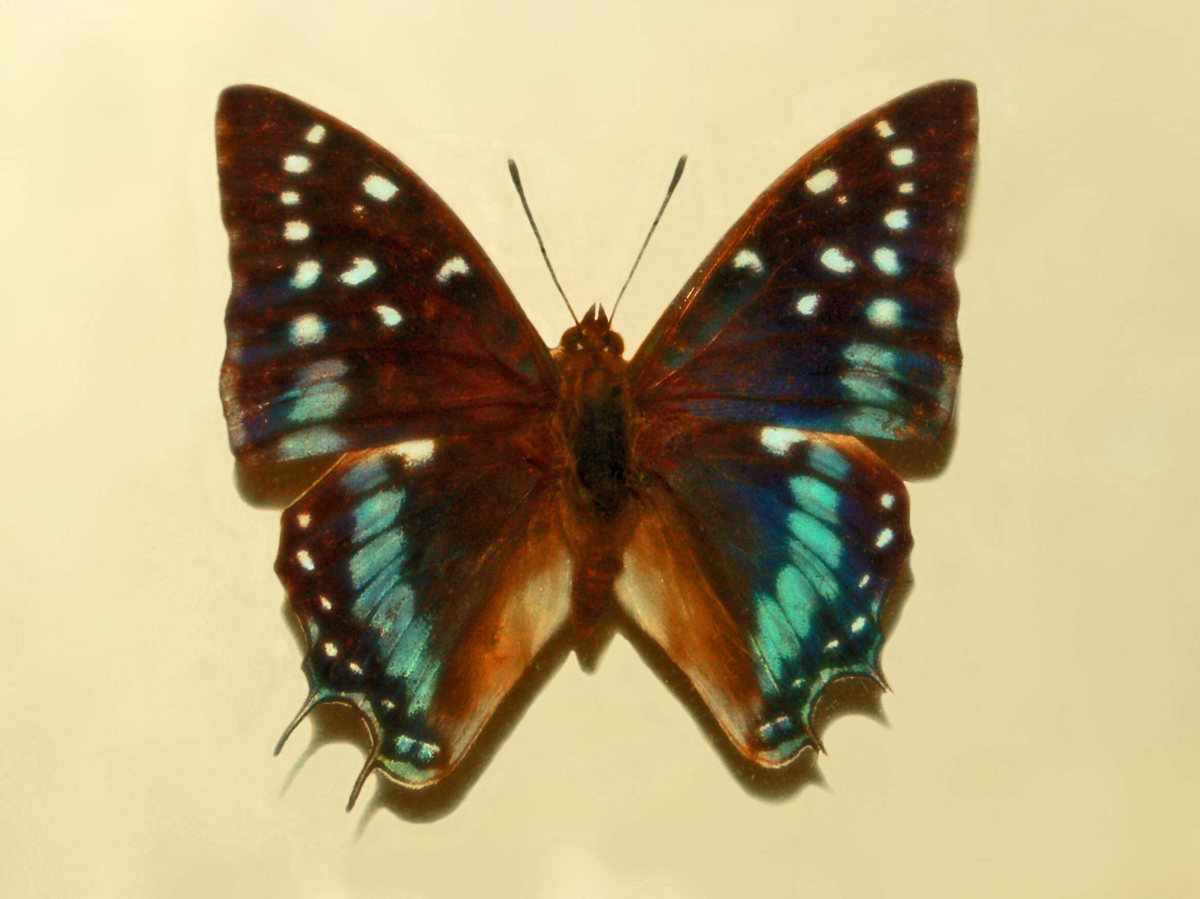 Imagem de Charaxes etesipe Godart 1824