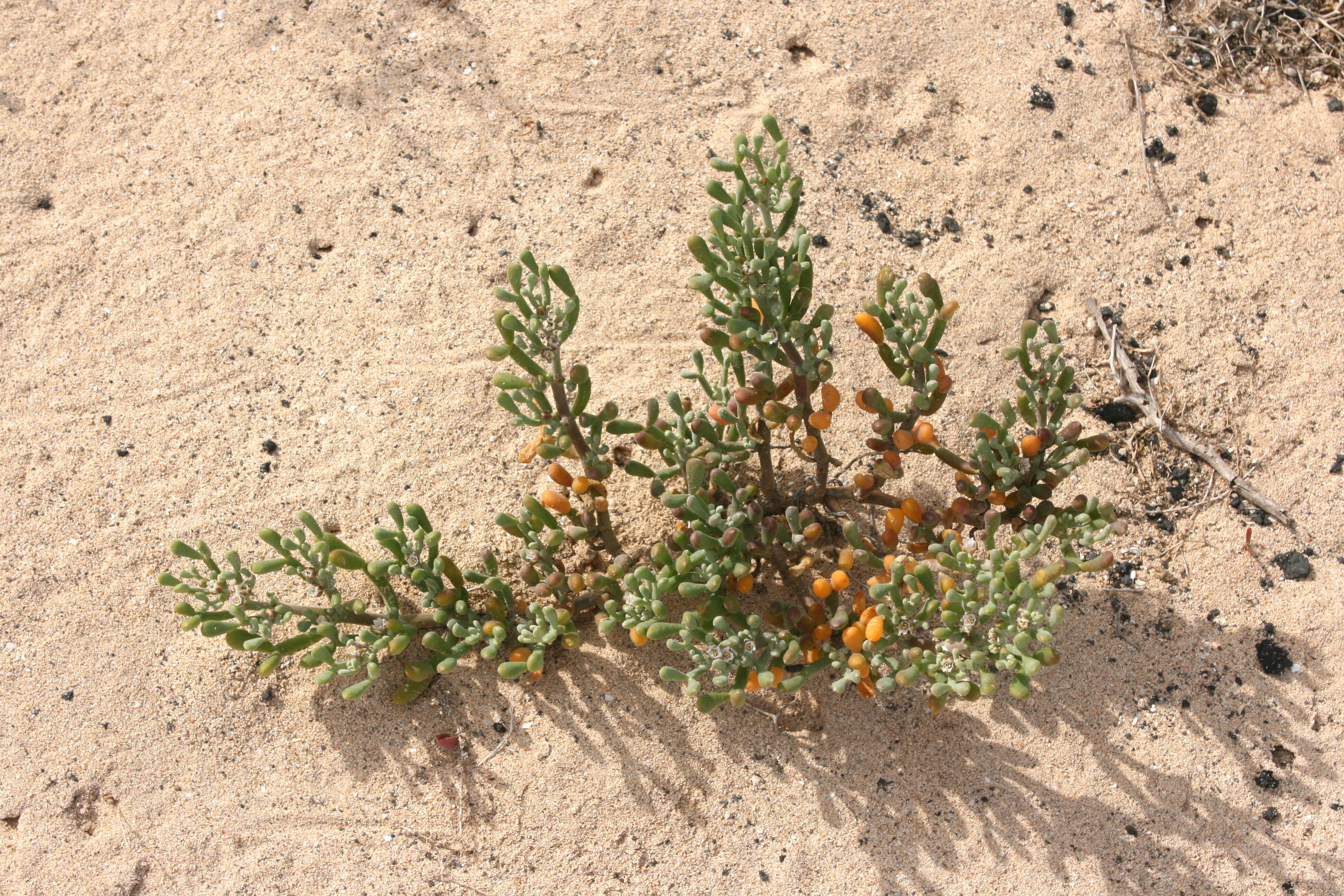 Image of Tetraena fontanesii (Webb & Berthel.) Beier & Thulin