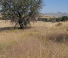 Image of plains lovegrass