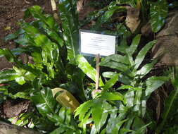 Image of climbing birdsnest fern