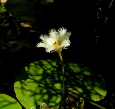 Image of Water-snowflake