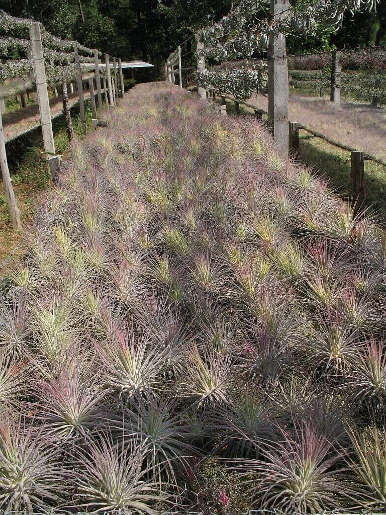 Image of Tillandsia magnusiana Wittm.