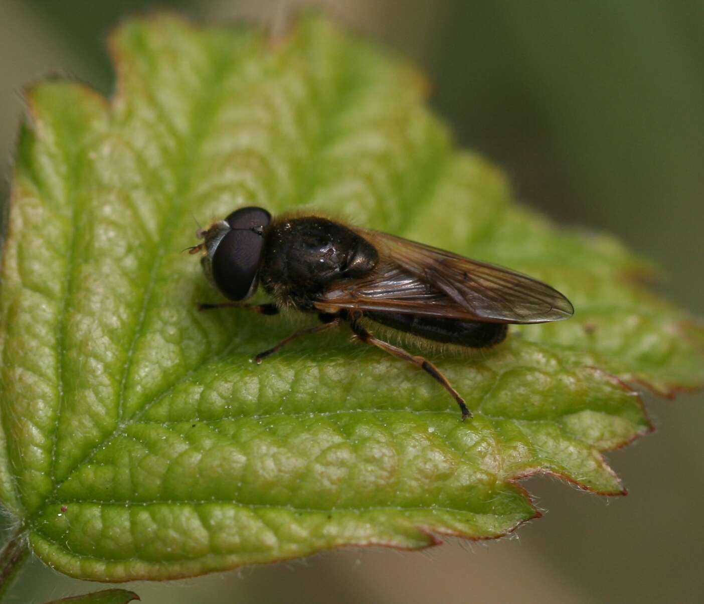 Image de Cheilosia nebulosa (Verrall 1871)