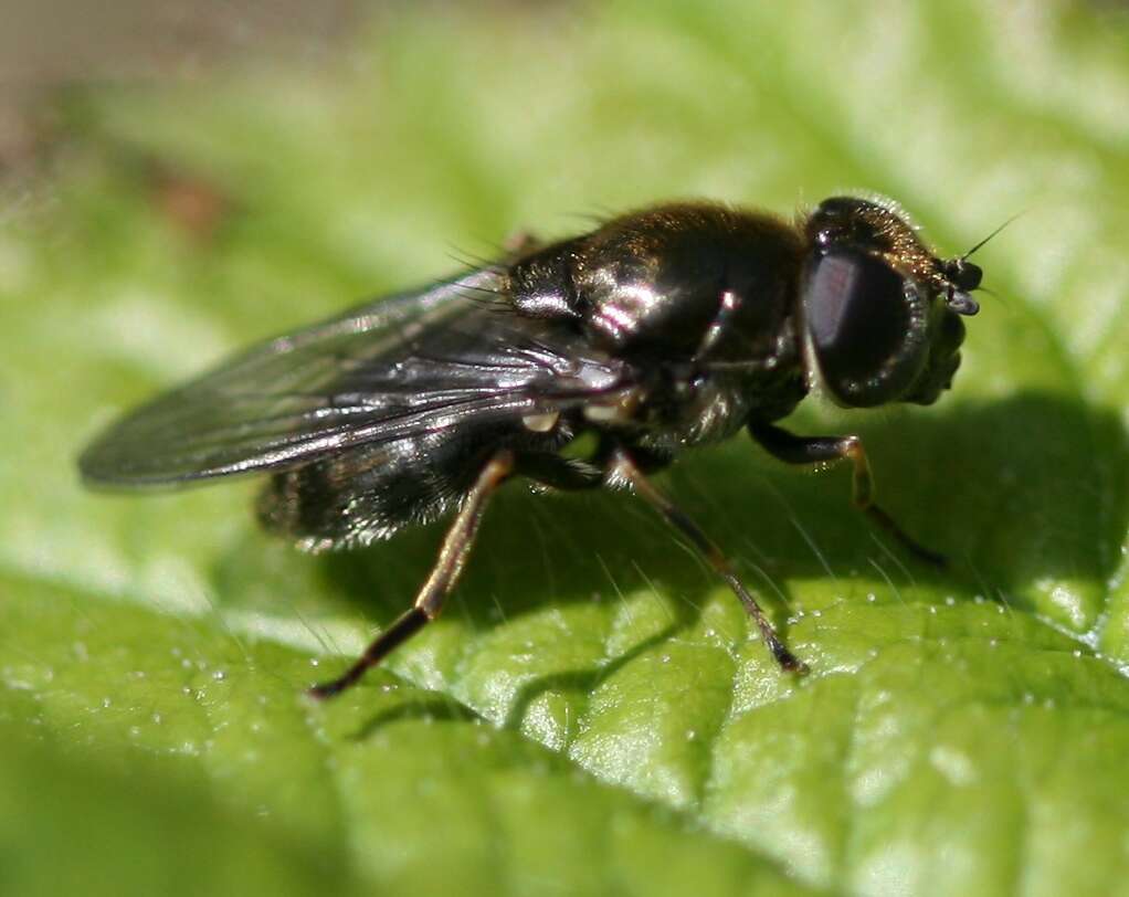 Image of Cheilosia proxima (Zetterstedt 1843)