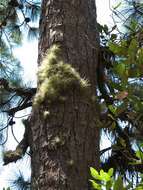 Image of Tillandsia magnusiana Wittm.