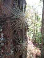 Image of Tillandsia magnusiana Wittm.