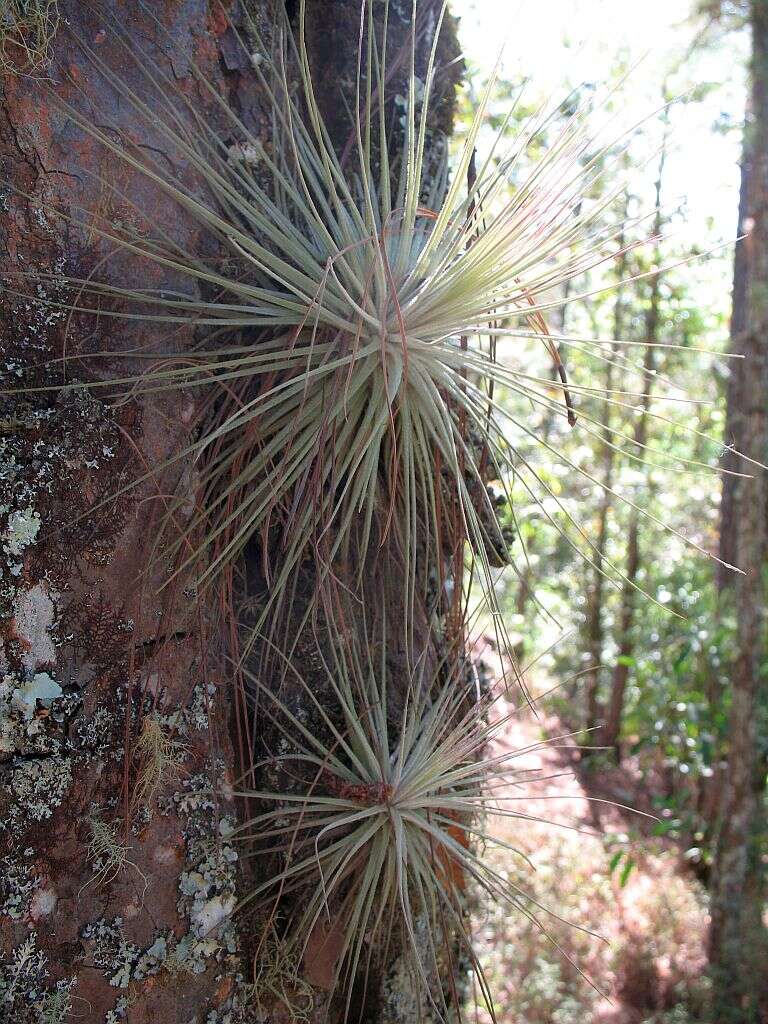 Image of Tillandsia magnusiana Wittm.