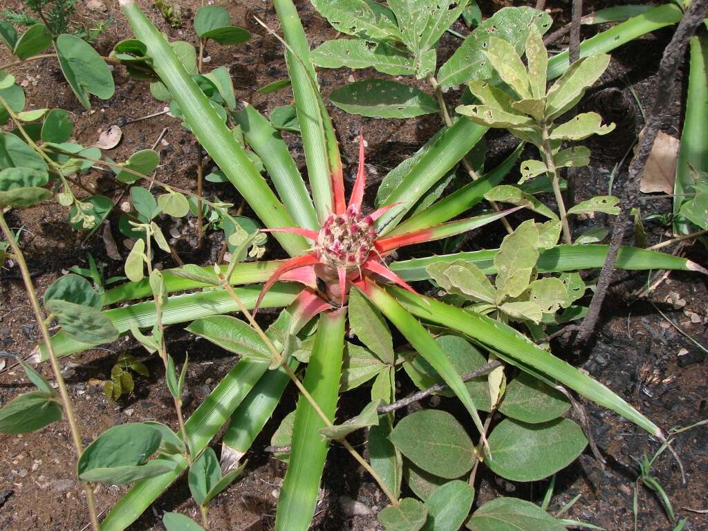 Plancia ëd Bromelia balansae Mez